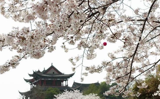 2018年武汉大学的樱花开多久 持续多长时间 2018年武汉大学的樱花开多久 持续多长时间