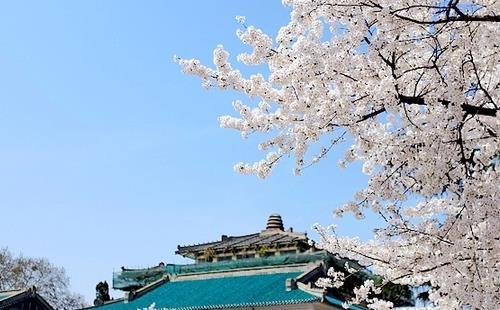 2018年武汉大学的樱花开多久 持续多长时间 2018年武汉大学的樱花开多久 持续多长时间