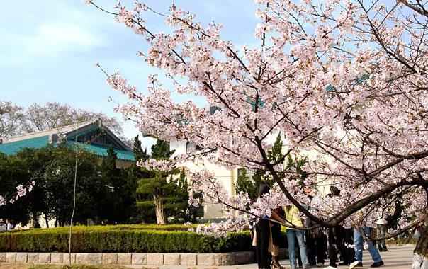 2018年武汉大学的樱花开多久 持续多长时间 2018年武汉大学的樱花开多久 持续多长时间