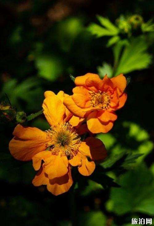 花卉拍摄技巧 花卉拍摄技巧