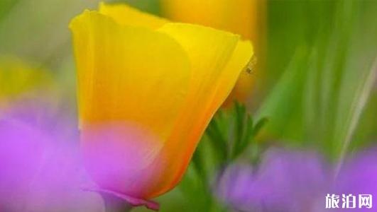花卉拍摄技巧 花卉拍摄技巧