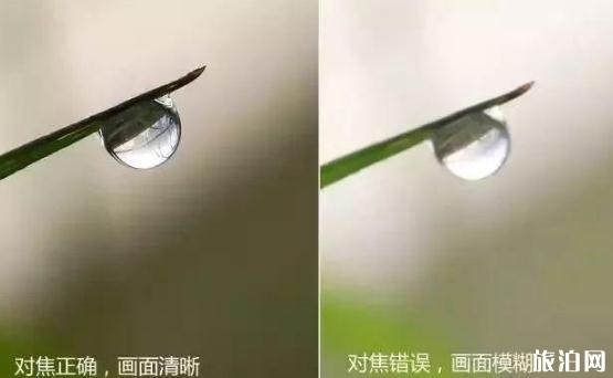 露珠是怎么拍的 露珠拍摄技巧推荐 露珠是怎么拍的 露珠拍摄技巧推荐