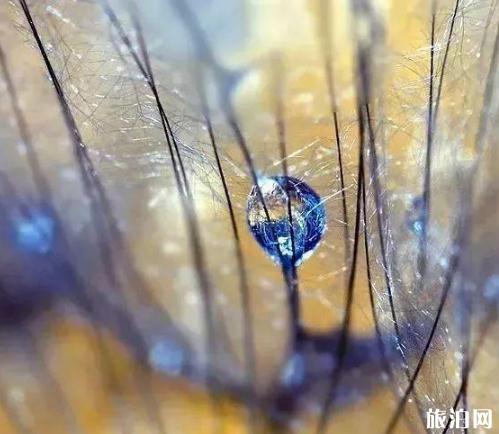 露珠是怎么拍的 露珠拍摄技巧推荐 露珠是怎么拍的 露珠拍摄技巧推荐