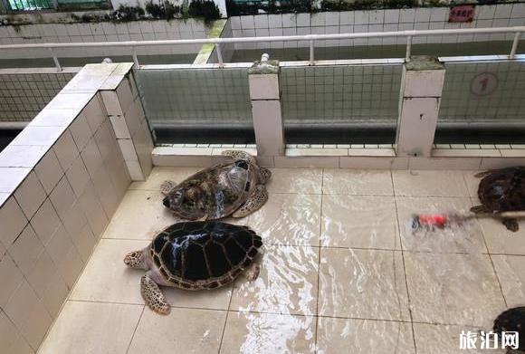 惠州双月湾小星山两日游