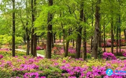 2018上海杜鹃花展门票价格+时间+地点