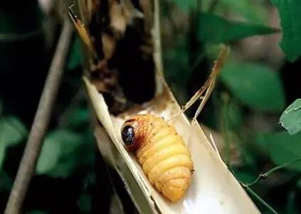 云南有哪些奇怪的食物